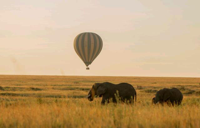 Wildlife in Serengeti