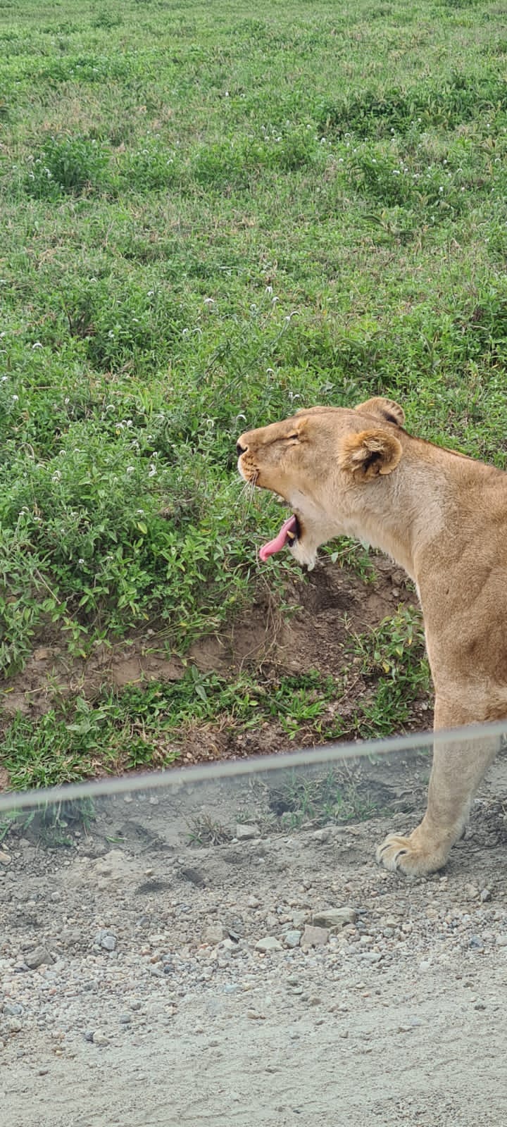 Wildlife safari scene