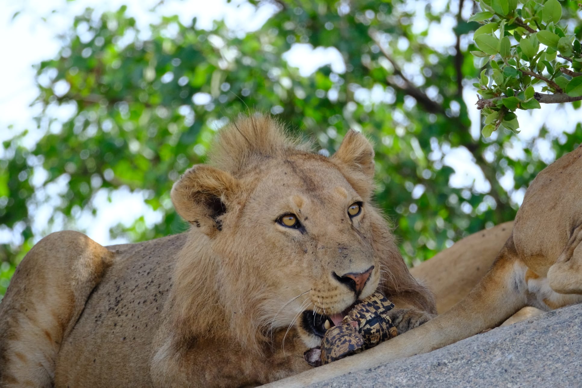 Wildlife safari scene