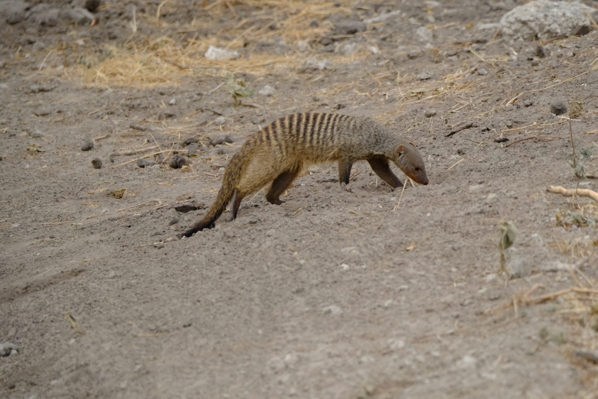 Wildlife safari scene
