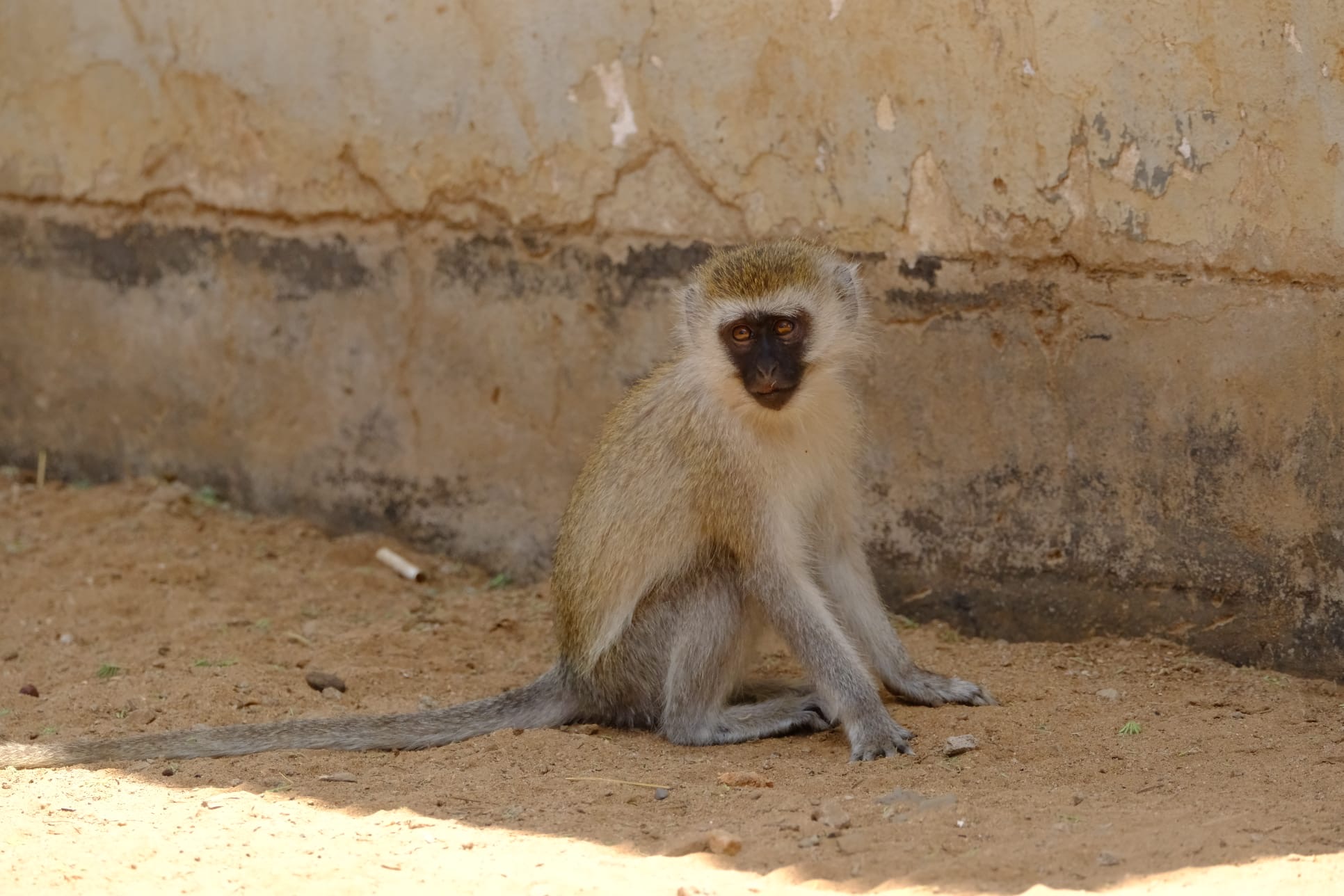 Wildlife safari scene