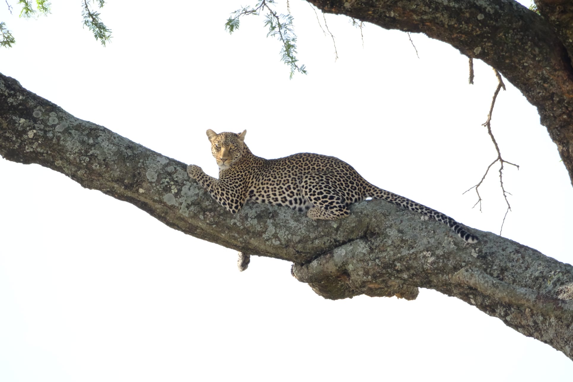 Wildlife safari scene