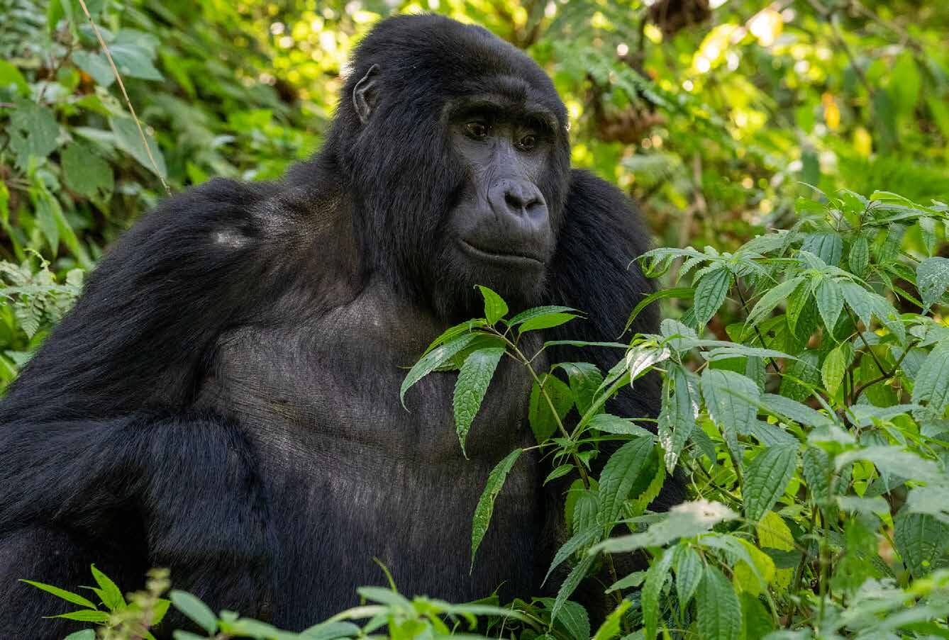 Private safari planning