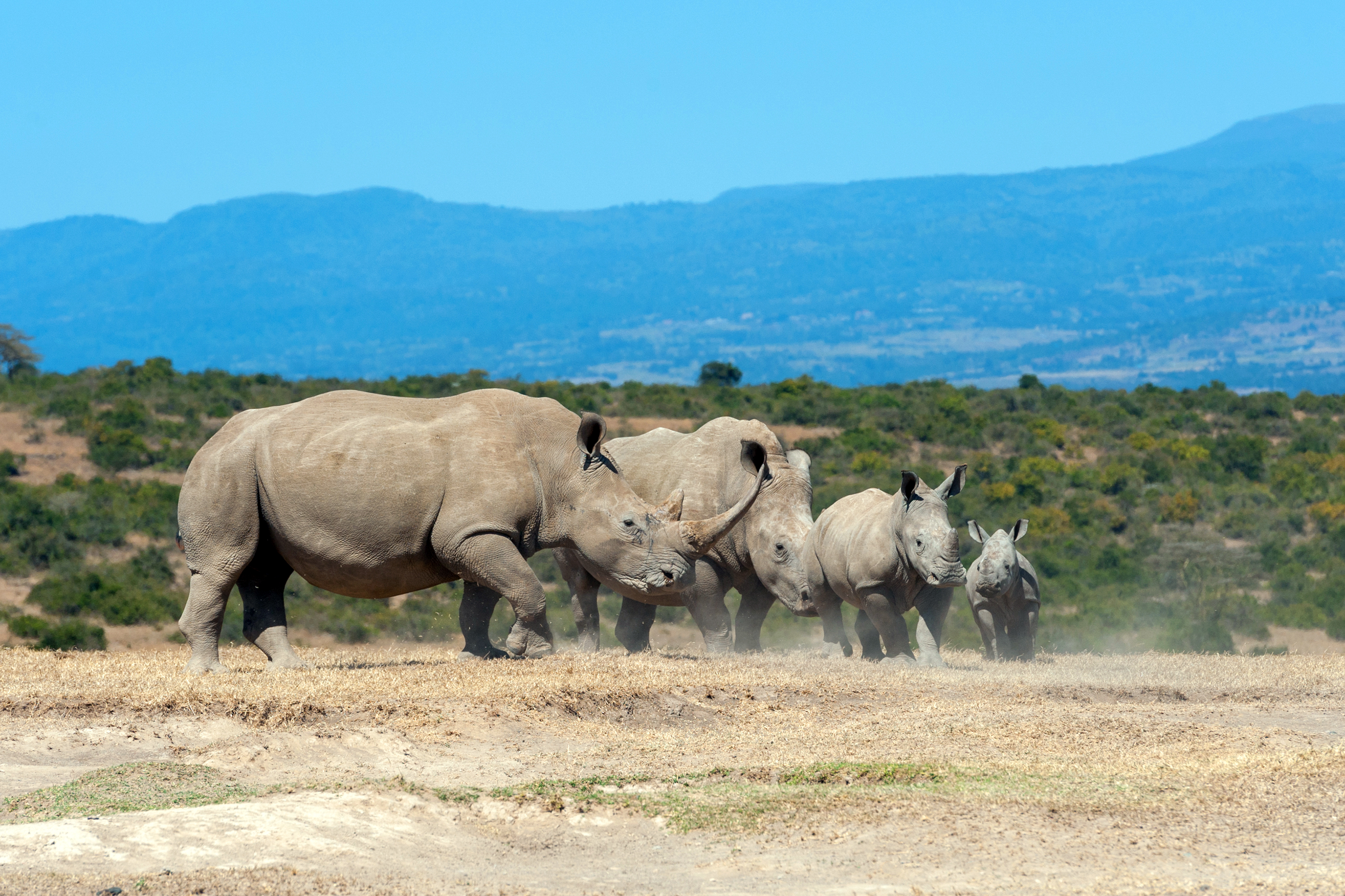 Ol Pejeta Conservancy