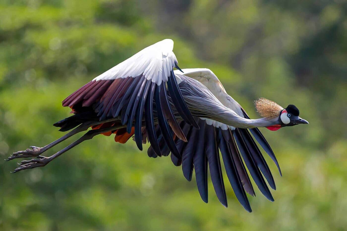 Uganda honeymoon